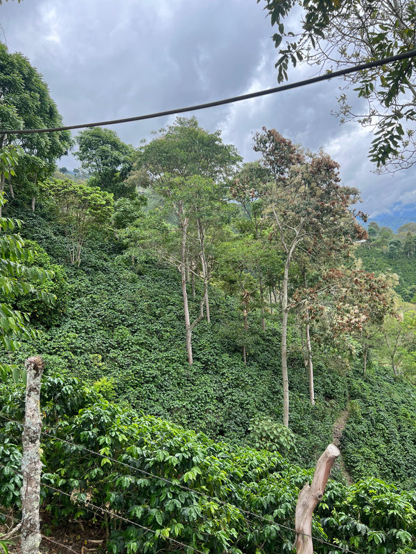 El Cascajal – Specialty Colombian Coffee