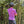 Pink Arlequin Jersey