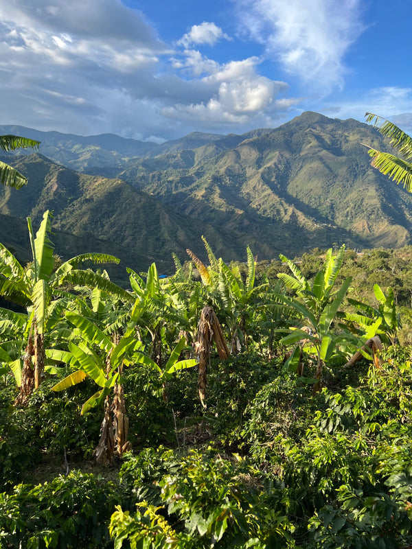 El Cascajal – Specialty Colombian Coffee